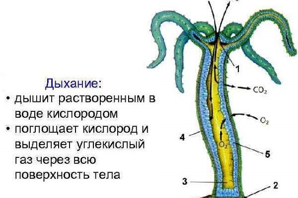 Кракен дарк ссылка